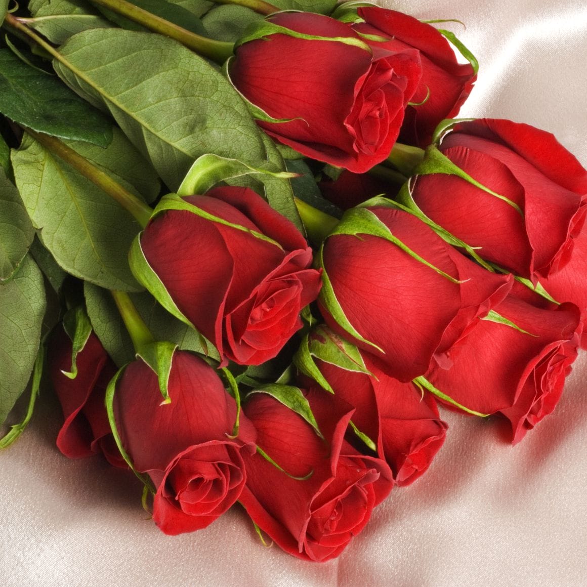 Rosan Roses Order One Dozen Roses: The Perfect Romantic Gesture