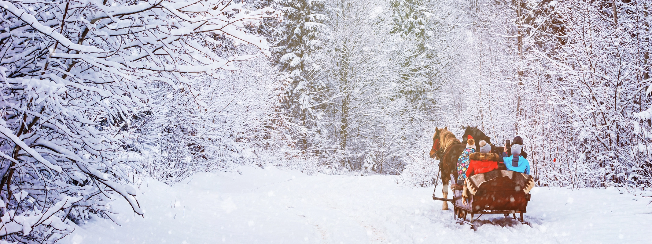 Enjoy an exhilarating day of dog-sledding nearby