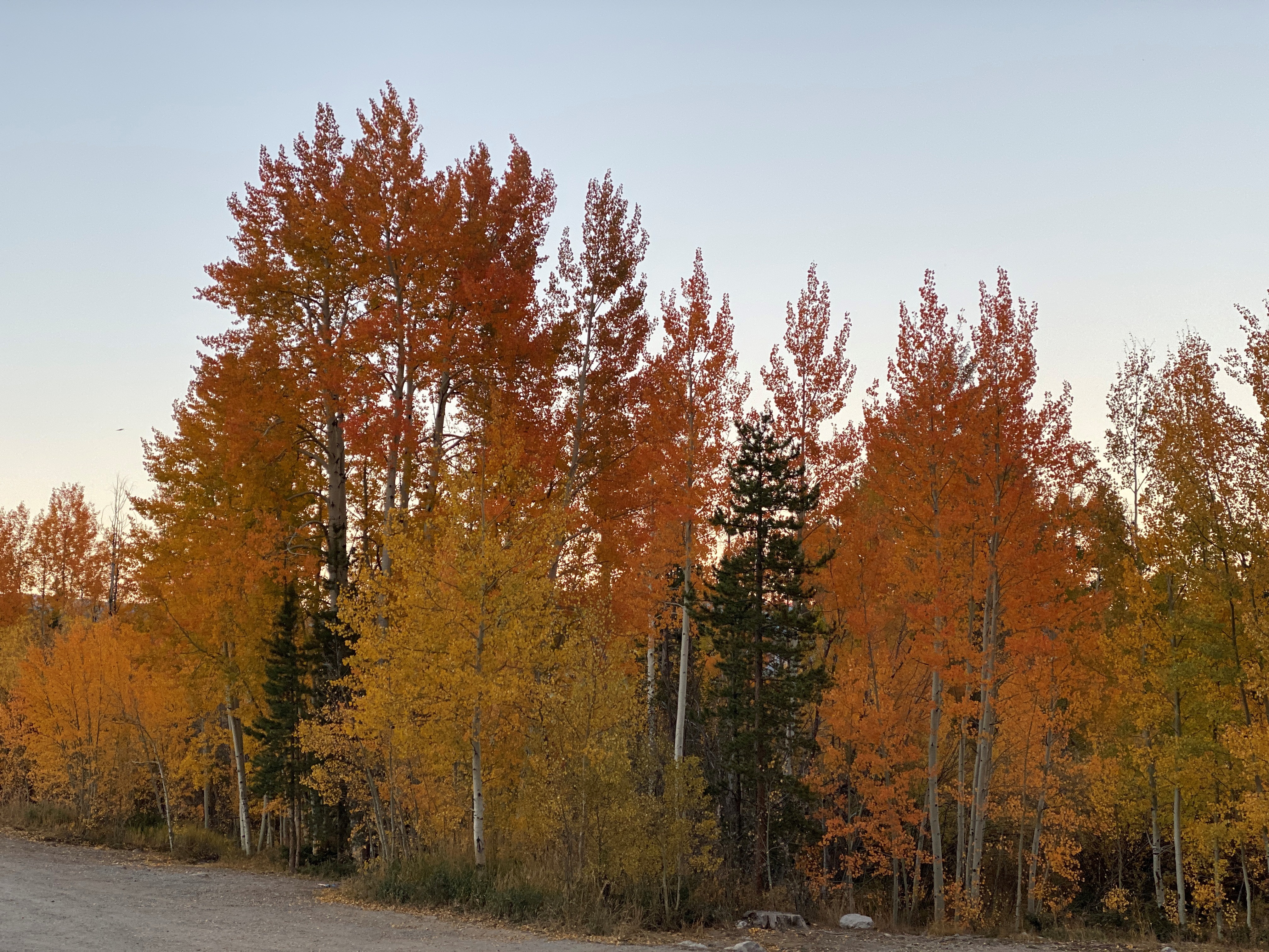The changing of the colors in the fall in Summit County Colorado